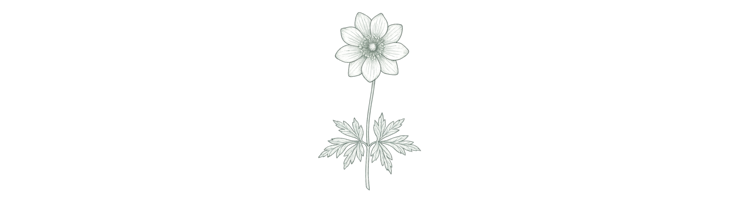 Нежная (Anemone blanda)