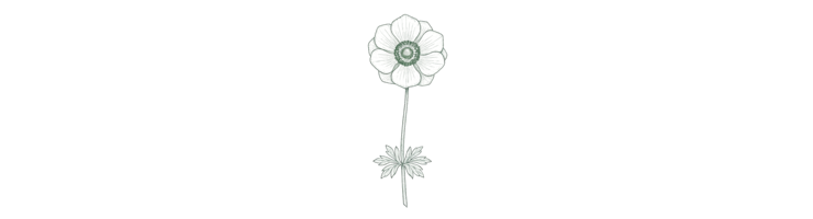Корончатая (Anemone coronaria)