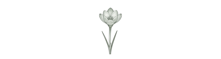 Колхикум (Colchicum)