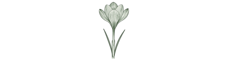Крокусы (Autumn Flowering Crocuses)
