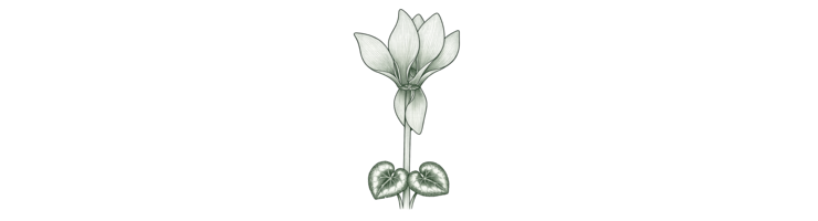 Цикламены (Cyclamen)