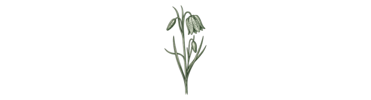 Мелкоцветковый (Small Flowering)