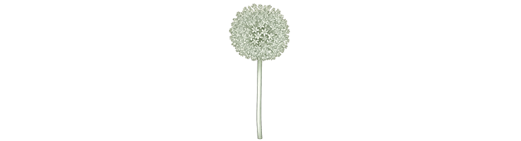 Гигантские и коллекционные (Large Flowering)