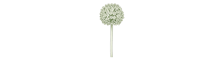 Крупноцветковые  — стандартные сорта (Large Flowering Allium)
