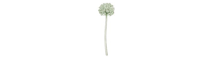 Мелкоцветковые (Small Flowering Allium)