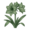 Амариллис