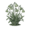 Белоцветник