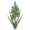 Гладиолус