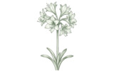 Мелкоцветковый (Small Flowering)