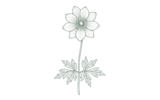 Нежная (Anemone blanda)