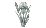 Сетчатый (RETICULATA)
