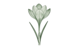 Ботанические (Species)