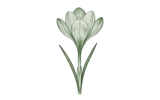 Гибридные крупноцветковые (Large Flowering)