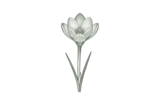 Колхикум (Colchicum)