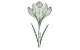 Крокусы (Autumn Flowering Crocuses)