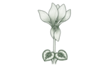 Цикламены (Cyclamen)