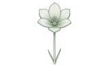 Штернбергия (Sternbergia)