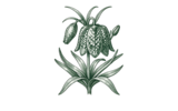 Крупноцветковый (Large Flowering)