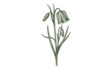 Мелкоцветковый (Small Flowering)