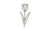 Бахромчатые (Fringed)
