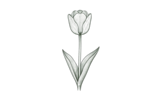 Дарвиновы гибриды (Darwin Hybrid)