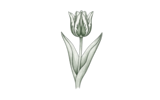 Зеленоцветковые (Viridiflora)