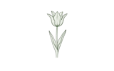 Лилиецветные (Lily Flowering)