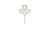Многоцветковые (Multiflora / Multi-Flowering)