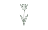 Простые поздние-французская серия (Single Late – French)