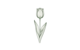 Простые ранние\сортосерия Принц (Single Early – Prince)