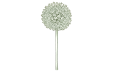 Гигантские и коллекционные (Large Flowering)