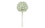 Крупноцветковые  — стандартные сорта (Large Flowering Allium)
