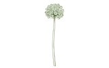 Мелкоцветковые (Small Flowering Allium)