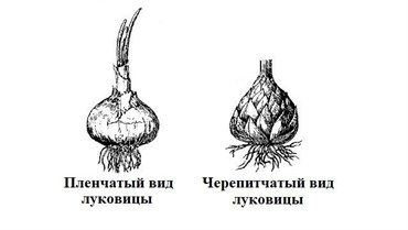 Группы луковичных