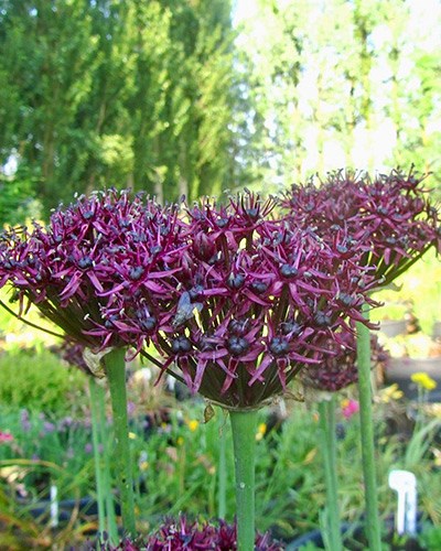 Лук декоративный atropurpureum 20260422