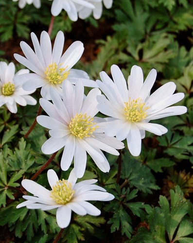 Ветреница blanda White Splendour 20260469