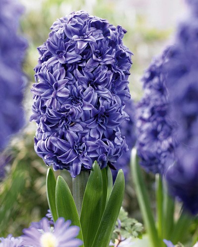 Гиацинт Double Blauw / Blue 20260020