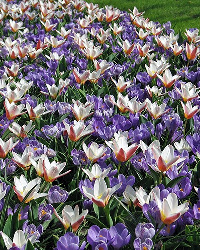 Комбинация Promise of Spring 20260674