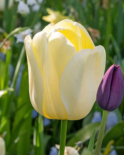 Тюльпан Ivory Floradale 20260133