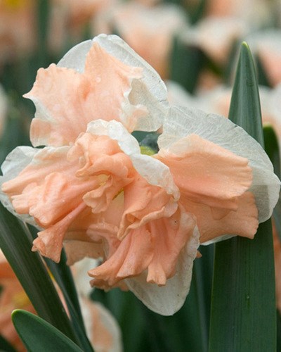 Нарцисс Apricot Whirl 20260330