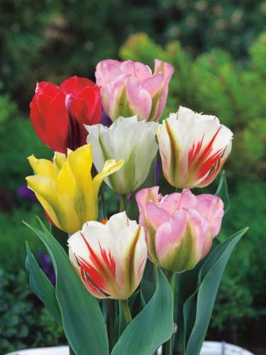 Тюльпан Viridiflora Mix 20260218