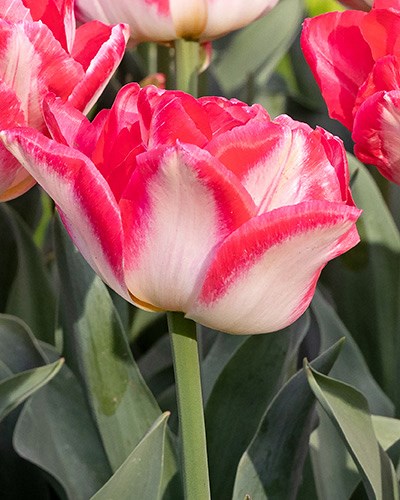 Тюльпан Pink Delight 20260044