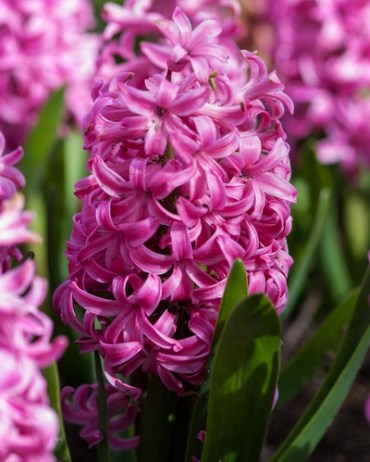 Гиацинт Pink Pearl 20260010