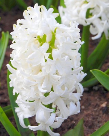 Гиацинт White Pearl 20260014