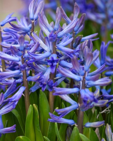 Гиацинт Multiflora Blauw / Blue 20260017