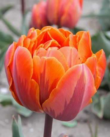 Тюльпан Orange Princess 20260063