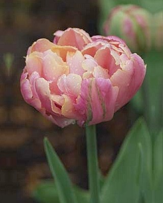 Тюльпан Pink Star 20260064