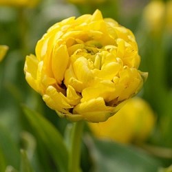 Тюльпан Yellow Pomponette 20260069