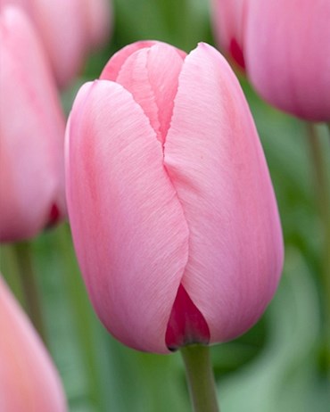 Тюльпан Pink Impression 20260148