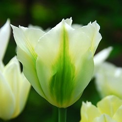 Тюльпан Spring Green 20260216
